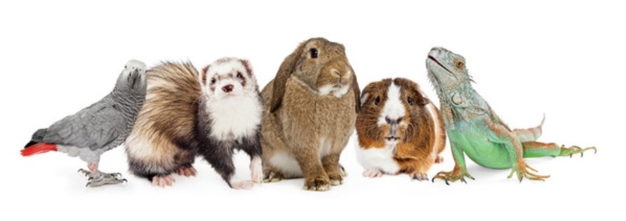 エキゾチック科