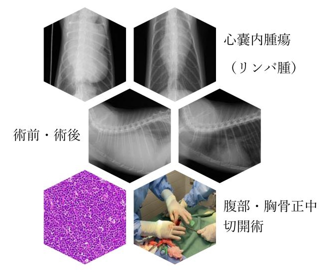 心嚢内異物（腫瘍）
