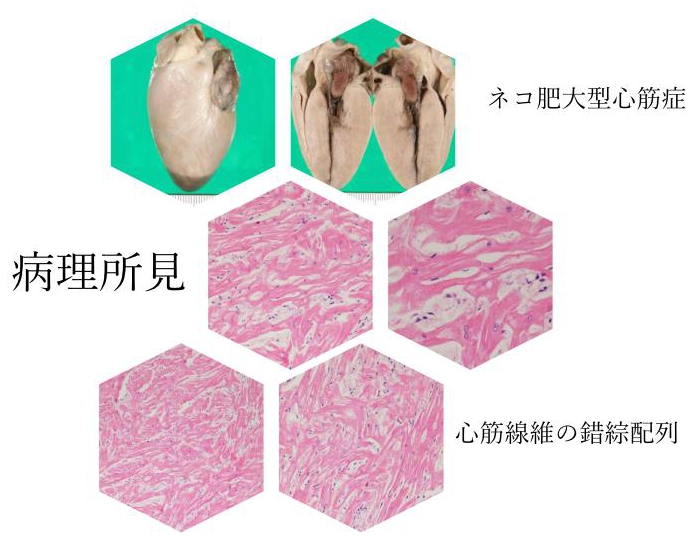 ネコ肥大型心筋症