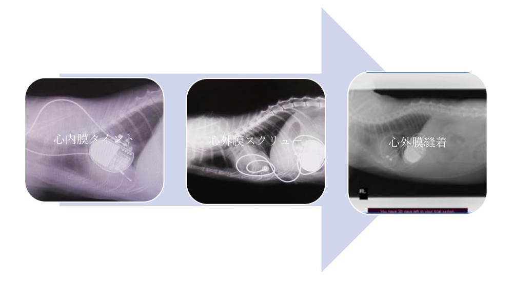 ネコの心臓ペーシング法