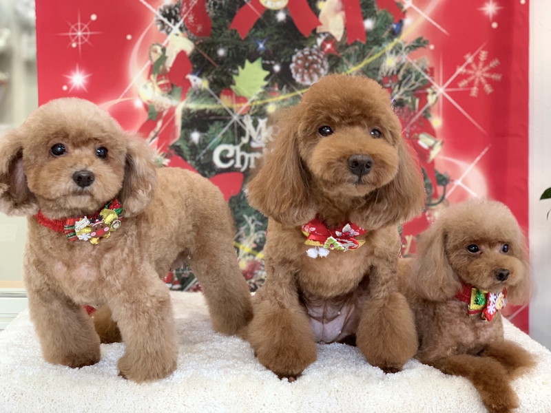 安藤動物病院のメイン画像